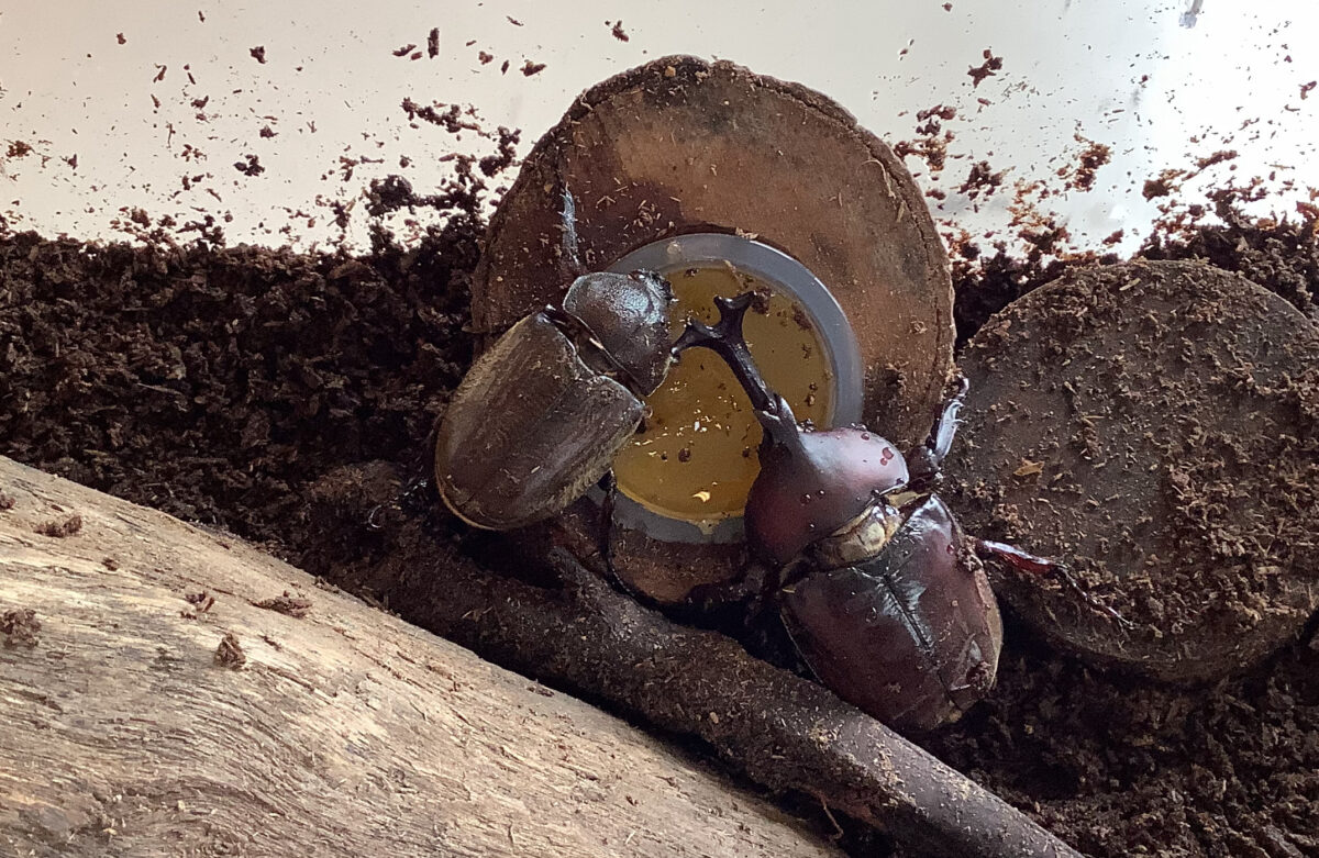 カブトムシが卵を産みました やまた保育園